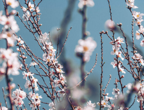Almendros en flor